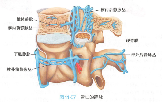 脊柱的静脉