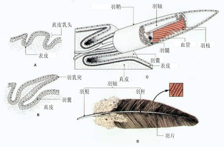 羽毛的生长