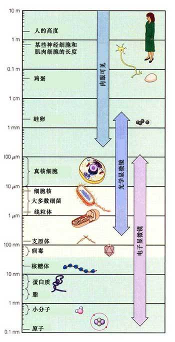 光学显微镜的观察区间