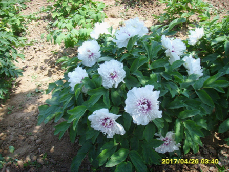 奇花异彩（菏泽百花园孙文海团队选育 特晚花品种）