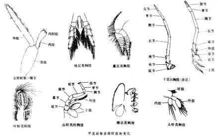 甲壳动物各部附肢的变化