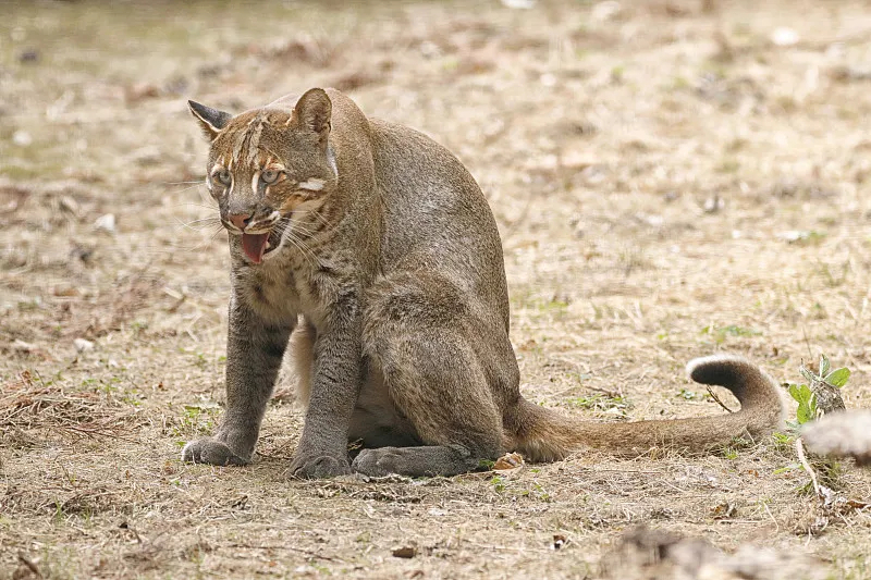 金猫