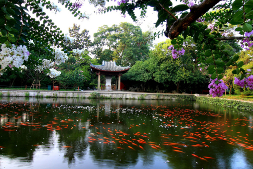 花港观鱼