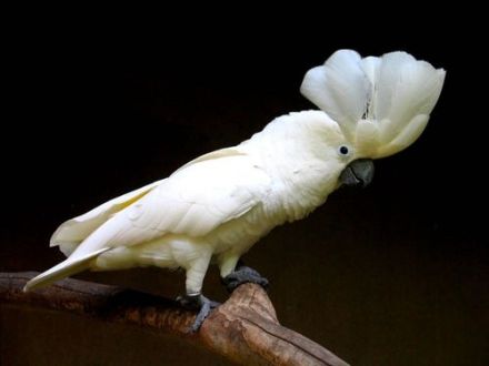 白凤头鹦鹉 Cacatua alba