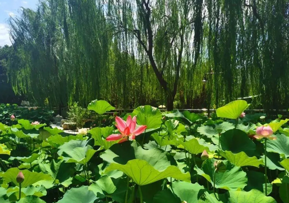 黄村公园荷花池