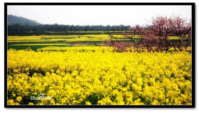 高淳区油菜花节