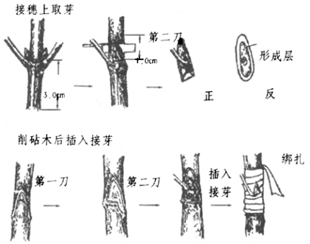 嫁接方法