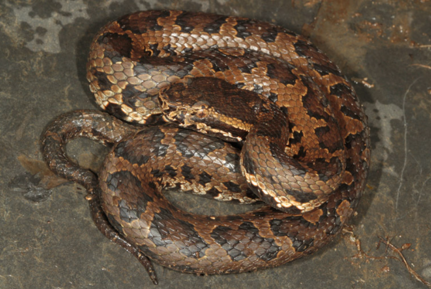 台湾竹叶青蛇 Trimeresurus gracilis