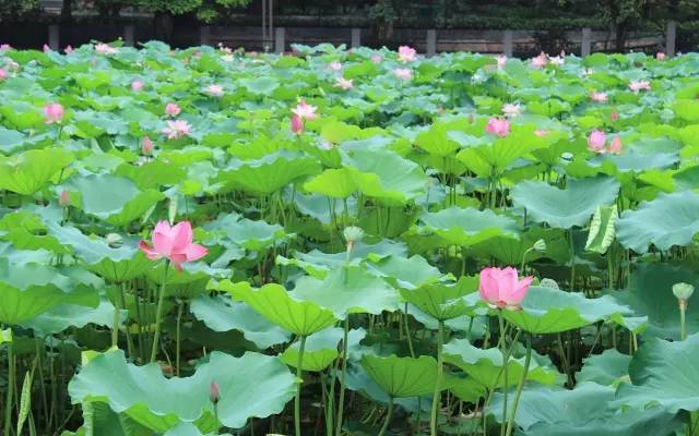 永陵镇莲花