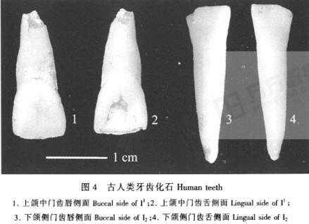 人类化石