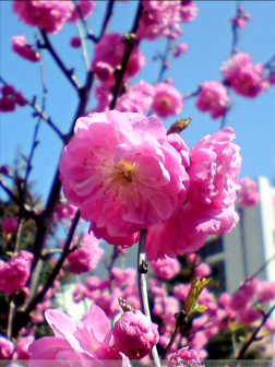 榆叶梅-枝花