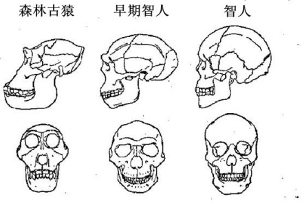 人种变迁