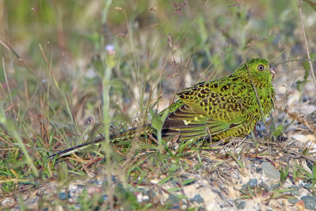 地面上的地栖鹦鹉 Pezoporus wallicus