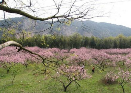 吉水桃花岛