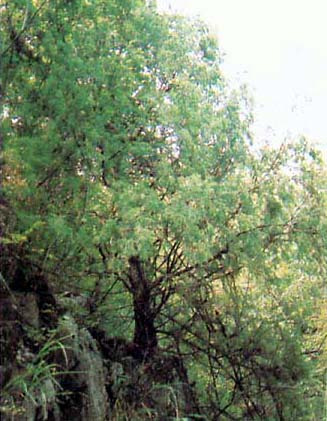 大巴山国家级自然保护区植物 