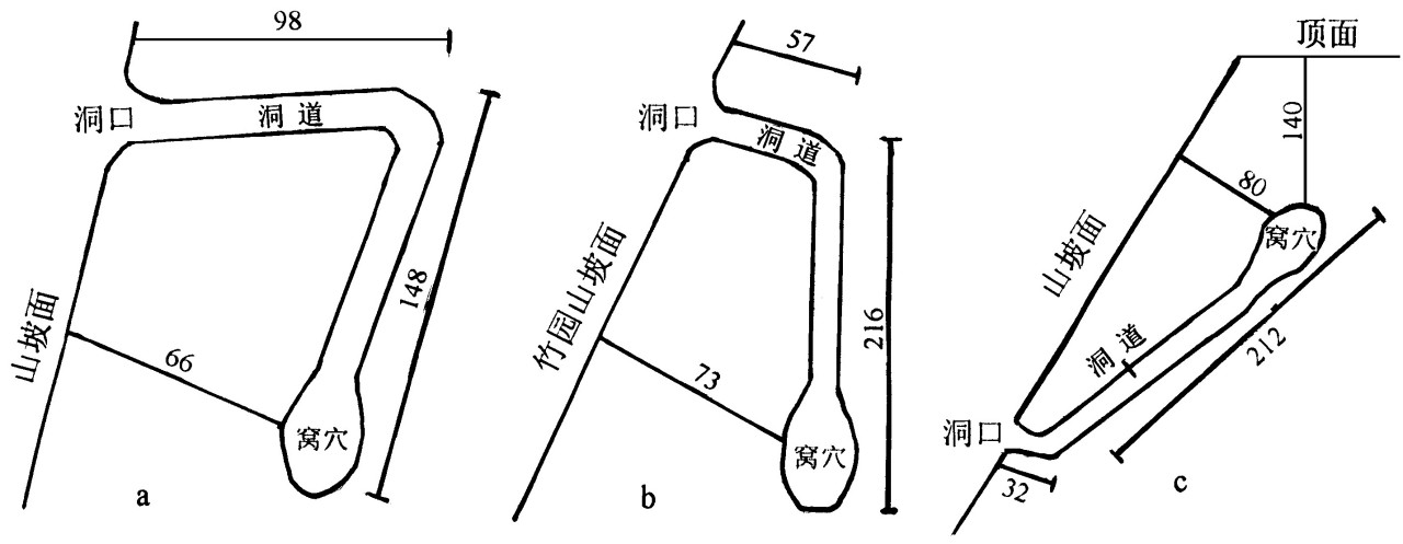 尖吻蝮自然越冬洞穴结构示意图（单位cm）