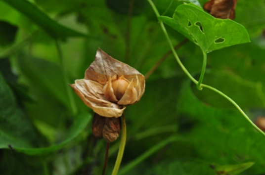 鼓子花