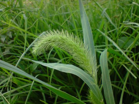 狗尾草