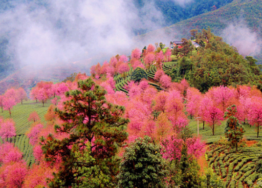 无量山樱花谷