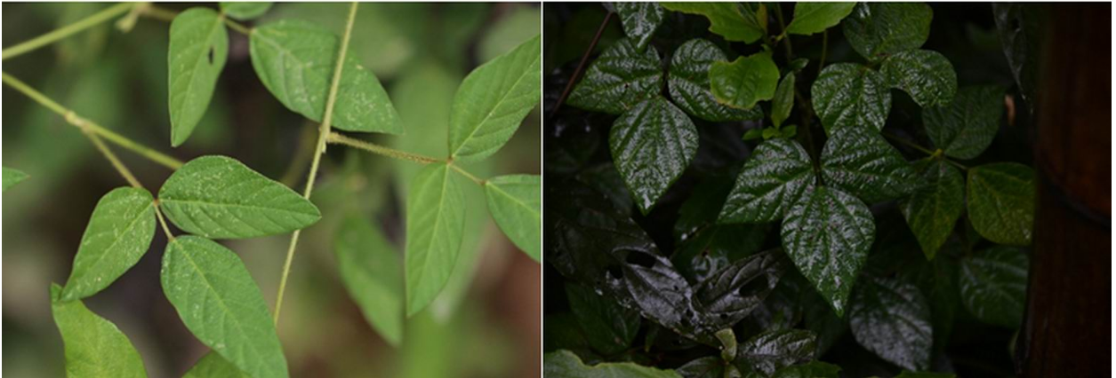 二级保护野生植物野大豆 