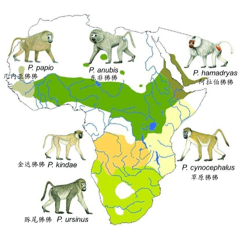 狒狒分布图（图片：李晟九知； 中文名称：东篱小菊注） 