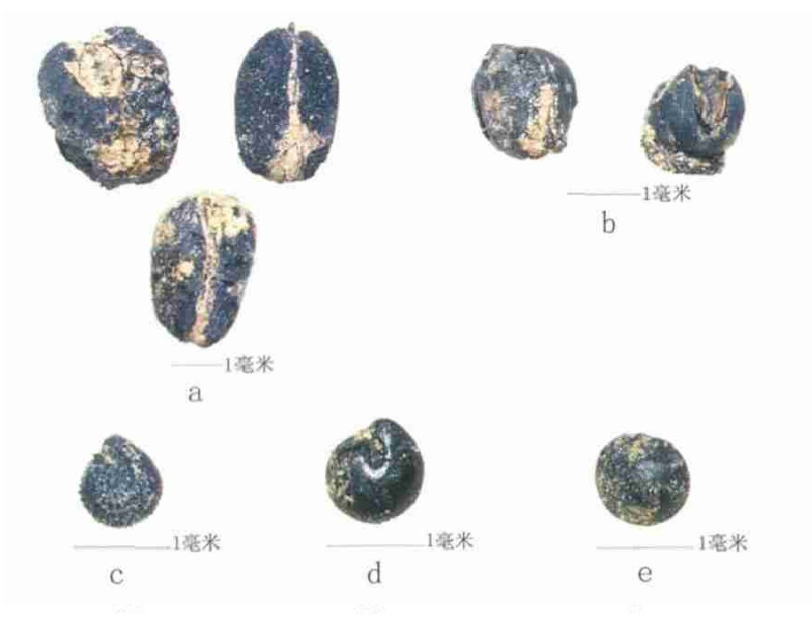 显微镜下观察到的望城岗冶铁遗址部分炭化植物种子 
