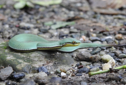 Trimeresurus mayaae 