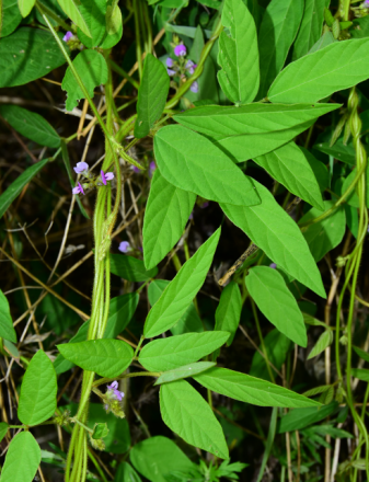 野大豆