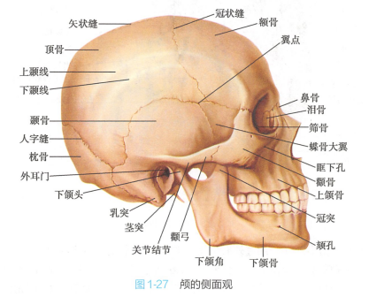 颅的侧面观