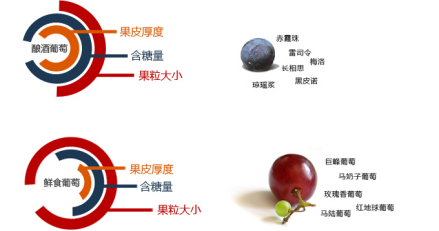 酿酒葡萄和普通葡萄区别