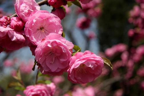 榆叶梅-枝花