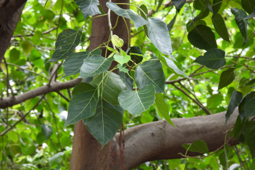 菩提树 罗连/摄