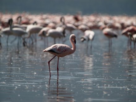 纳库鲁湖