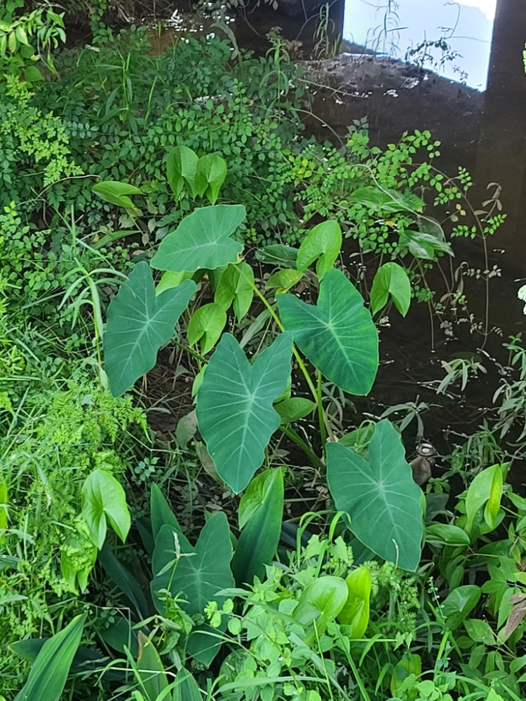 芋的叶