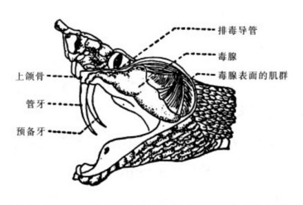 尖吻蝮头部局部剖开示毒器构造