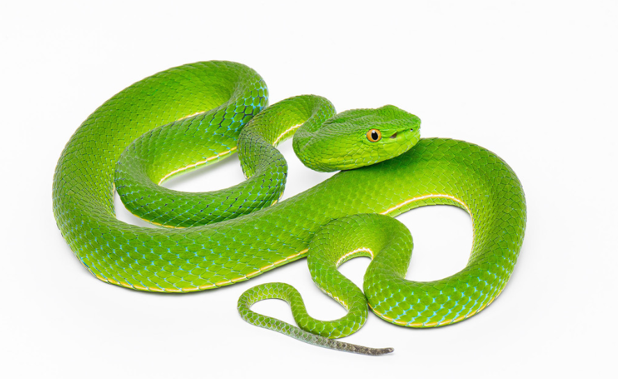 沃氏竹叶青蛇 Trimeresurus vogeli