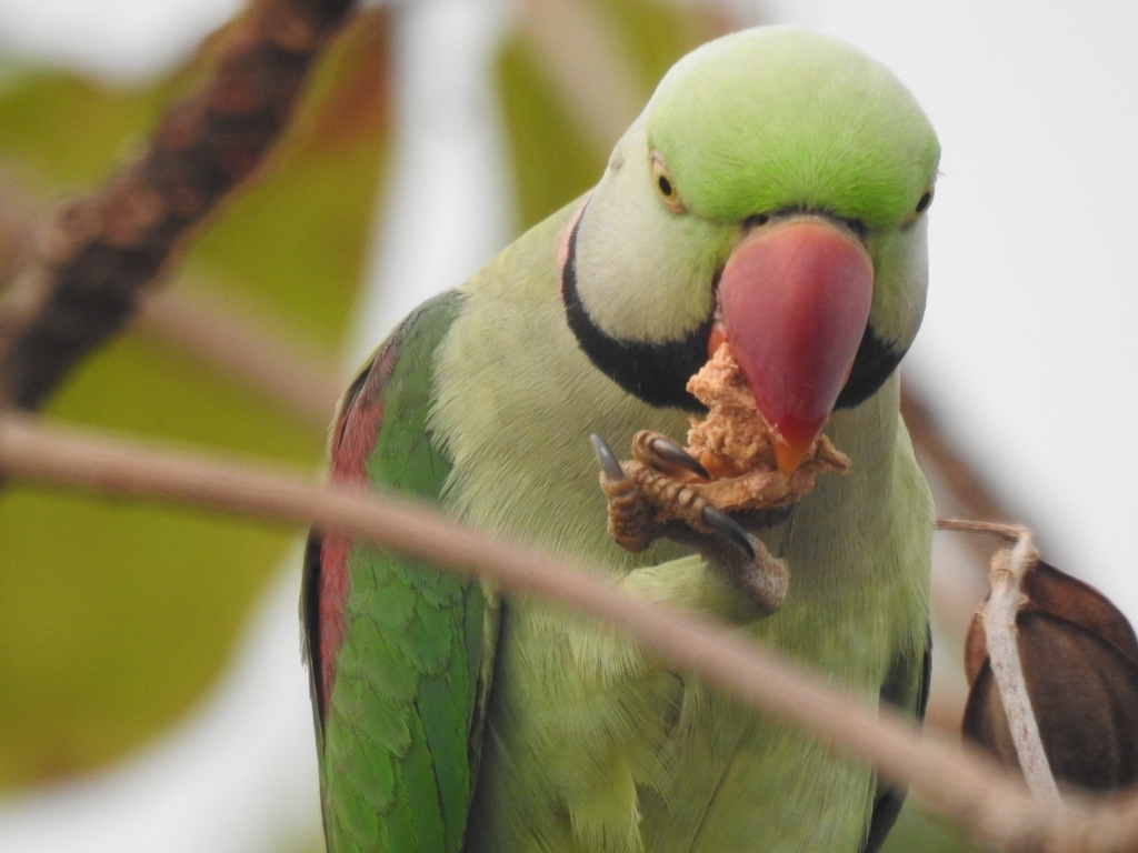 进食的亚历山大鹦鹉 Psittacula eupatria