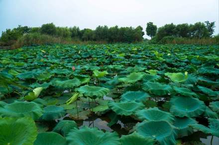 太湖湖滨国家湿地公园