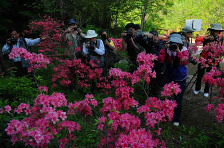 西泰山杜鹃花海