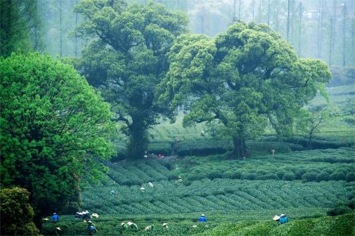 龙井茶园