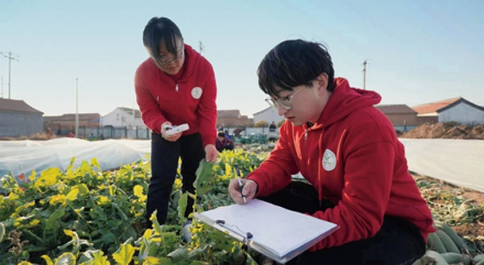 北京西槐庄科技小院学生查看萝卜生长情况 