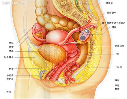 人体脏腑器官图