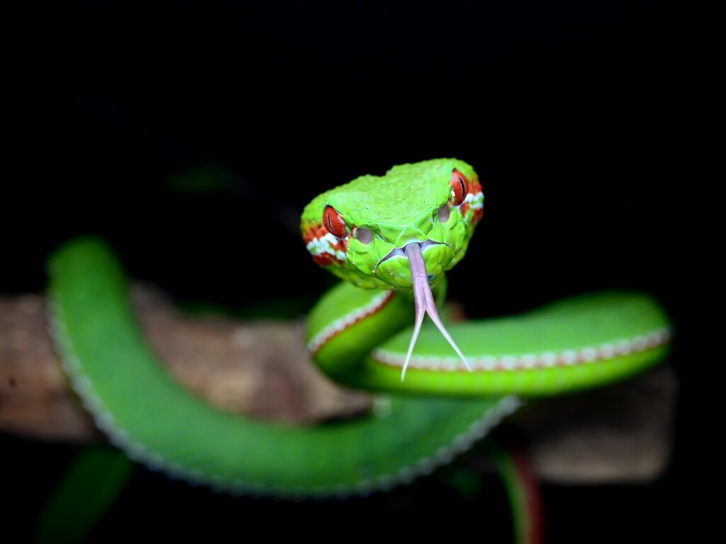 坡普竹叶青蛇 Trimeresurus popeiorum