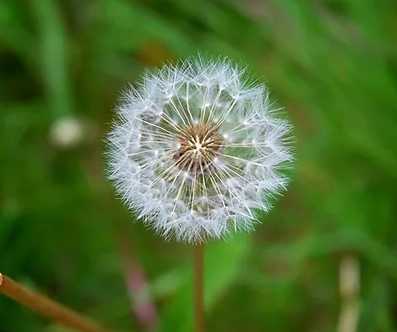 蒲公英果实及果实上的白色冠毛