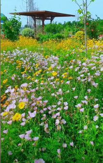 莫奈花园