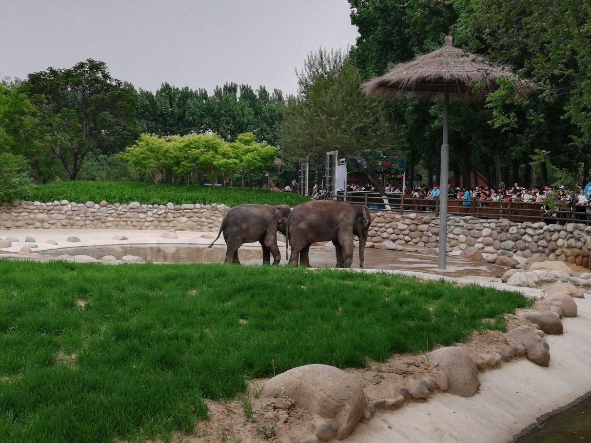 北京野生动物园大象馆