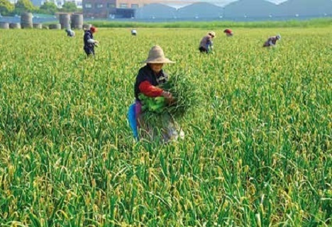 “太仓白蒜”杨林基地