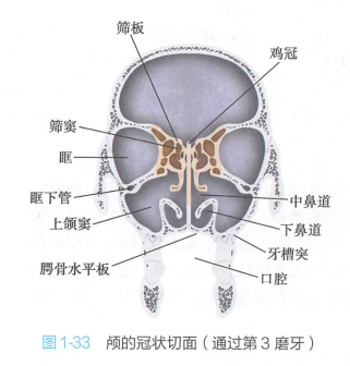 颅的冠状切面（通过第3磨牙）