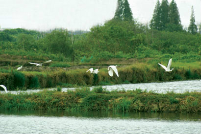 江苏震泽省级湿地公园 