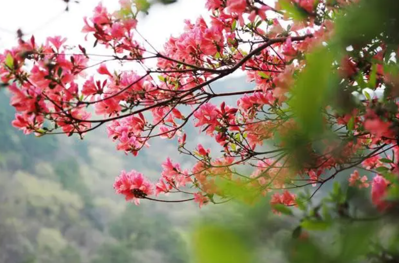 云雾山景区 